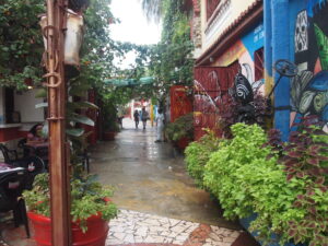 Photograph of a plush alley with plenty of plants and bright colors.