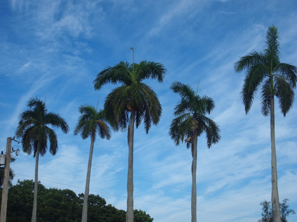 Photograph of tall tropical trees with blue sky.